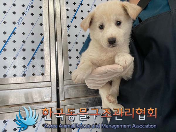 보호중 믹스견의 가…